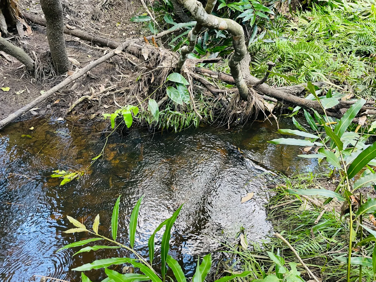 Additional image 8 of 264 Cooks Road, South Isis QLD 4660