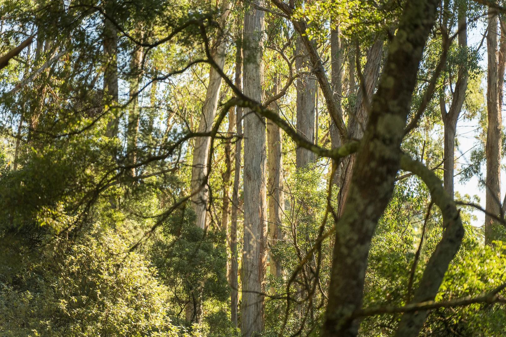 Additional image 36 of 66 Laycock Road, Spreyton TAS 7310