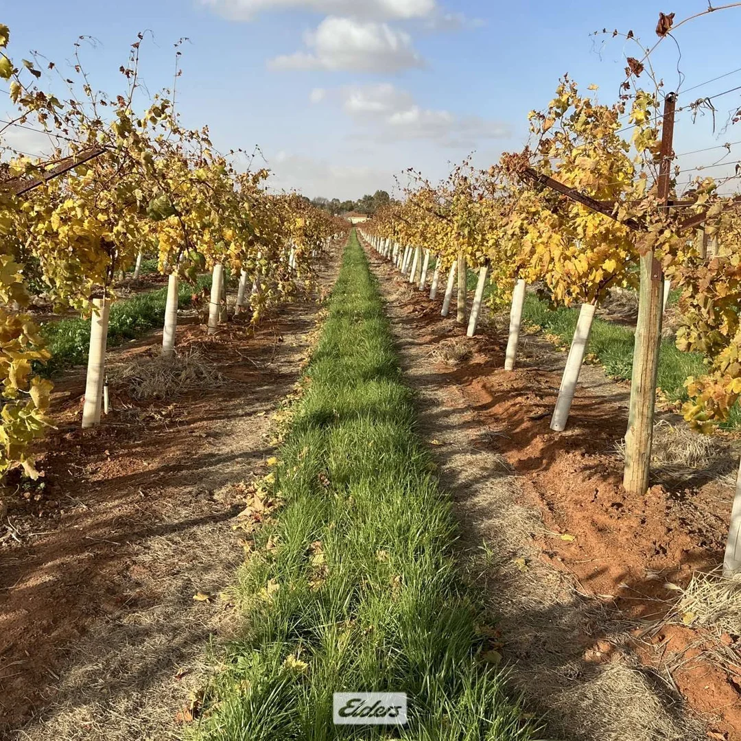 Additional image 2 of 221 & 245 Cowanna Avenue, Merbein South VIC 3505