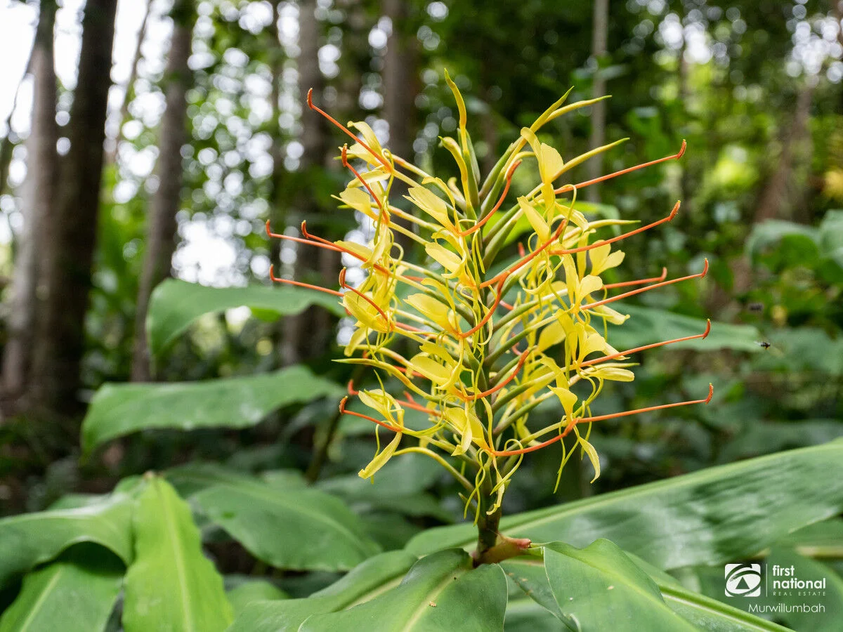 Additional image 38 of 563 Commissioners Creek Road, Commissioners Creek NSW 2484