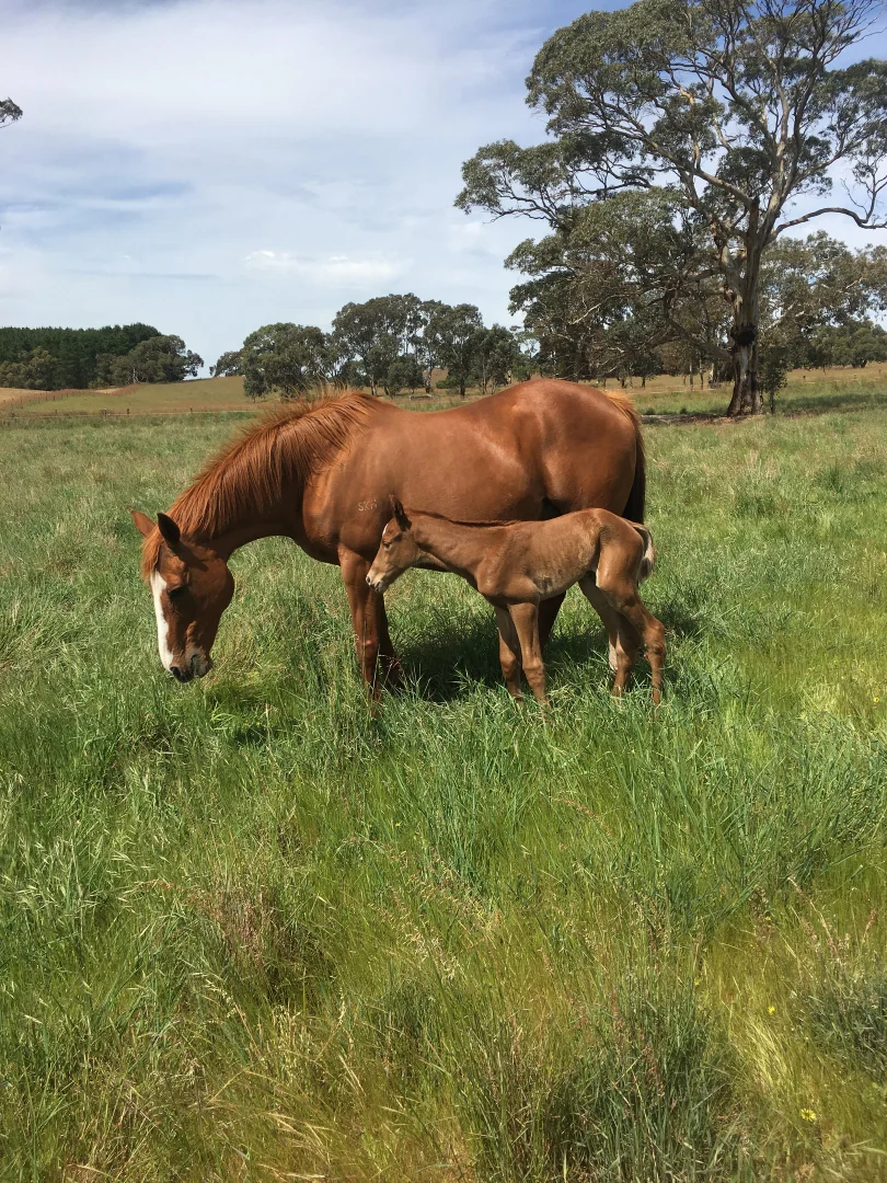 Additional image 11 of 2773 Naracoorte Road, Bordertown SA 5268