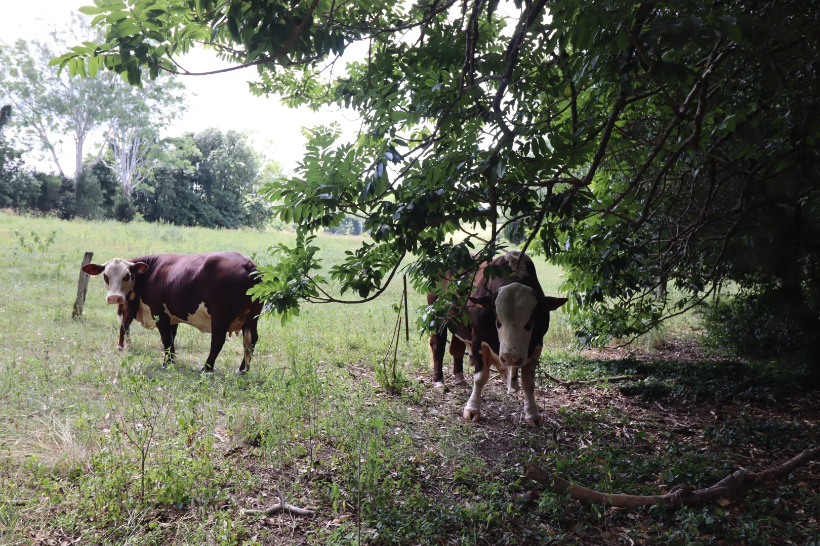 Additional image 28 of 122 Longs Road, Bucca QLD 4670