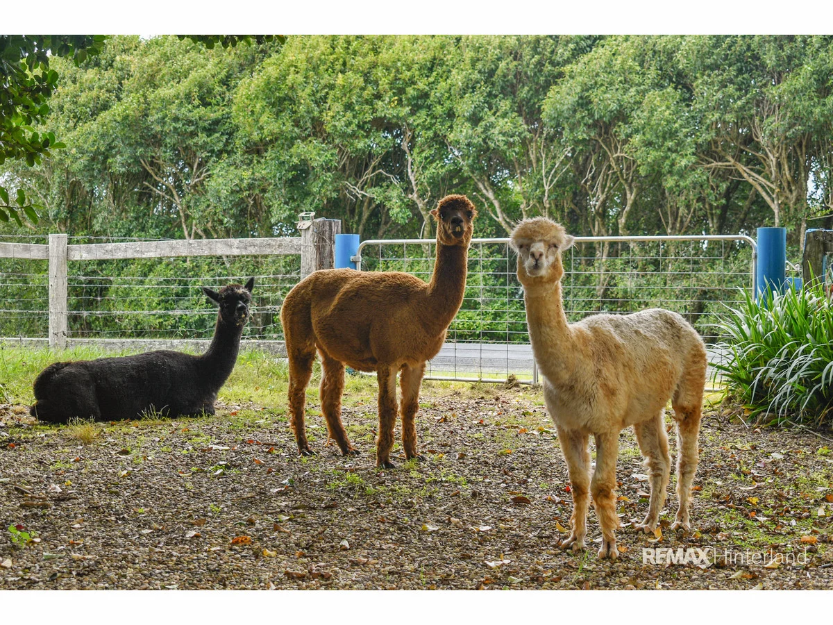 Additional image 14 of 200 Maleny-Kenilworth Road, Witta QLD 4552