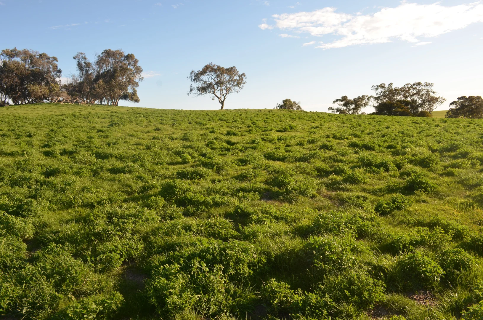 Additional image 2 of Lot 296 Beggs Road, Avenue Range SA 5273