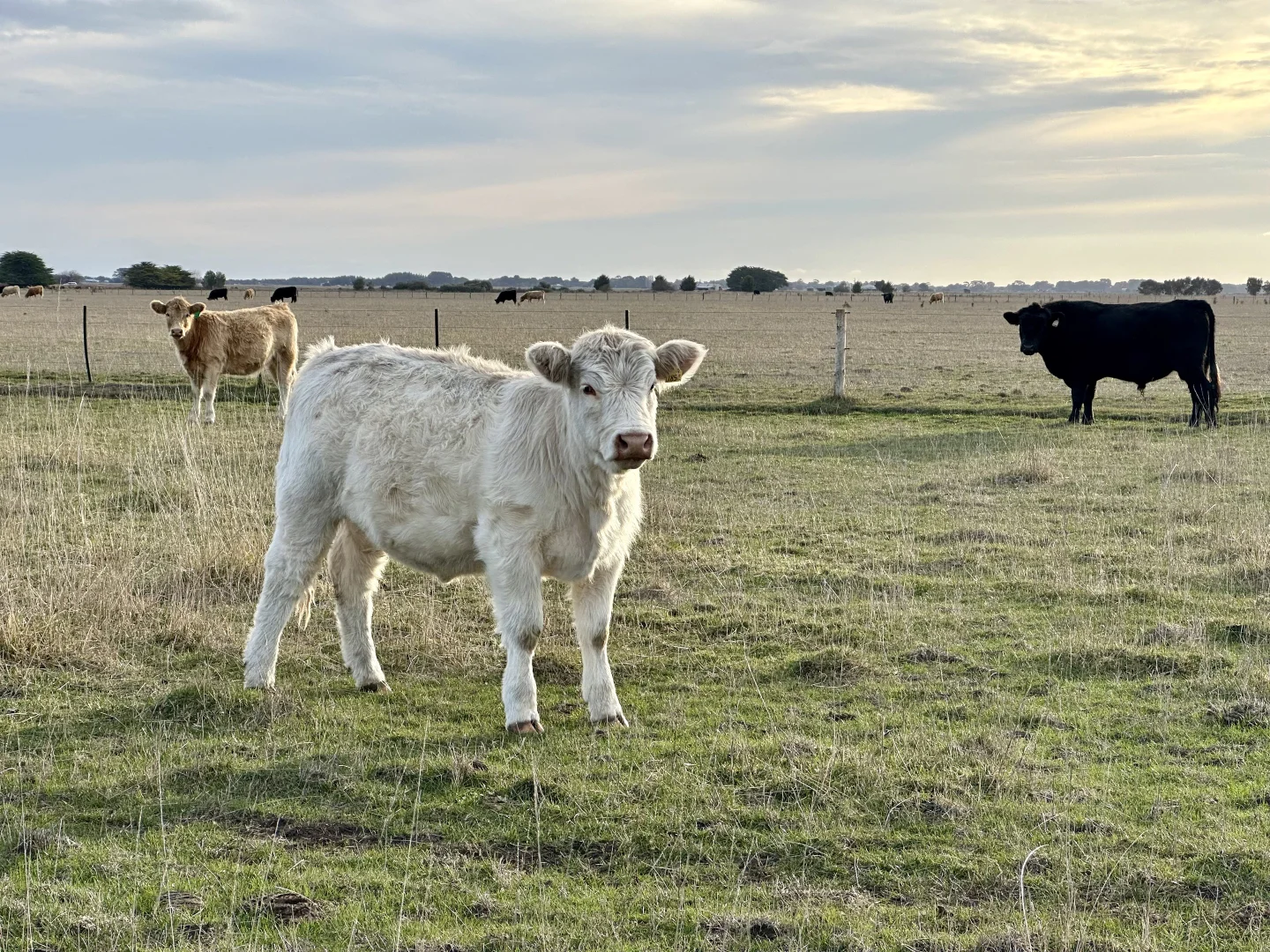 Additional image 18 of 1, Lot 417 & 429 Sebastopol Springs Rd, Sebastopol SA 5280