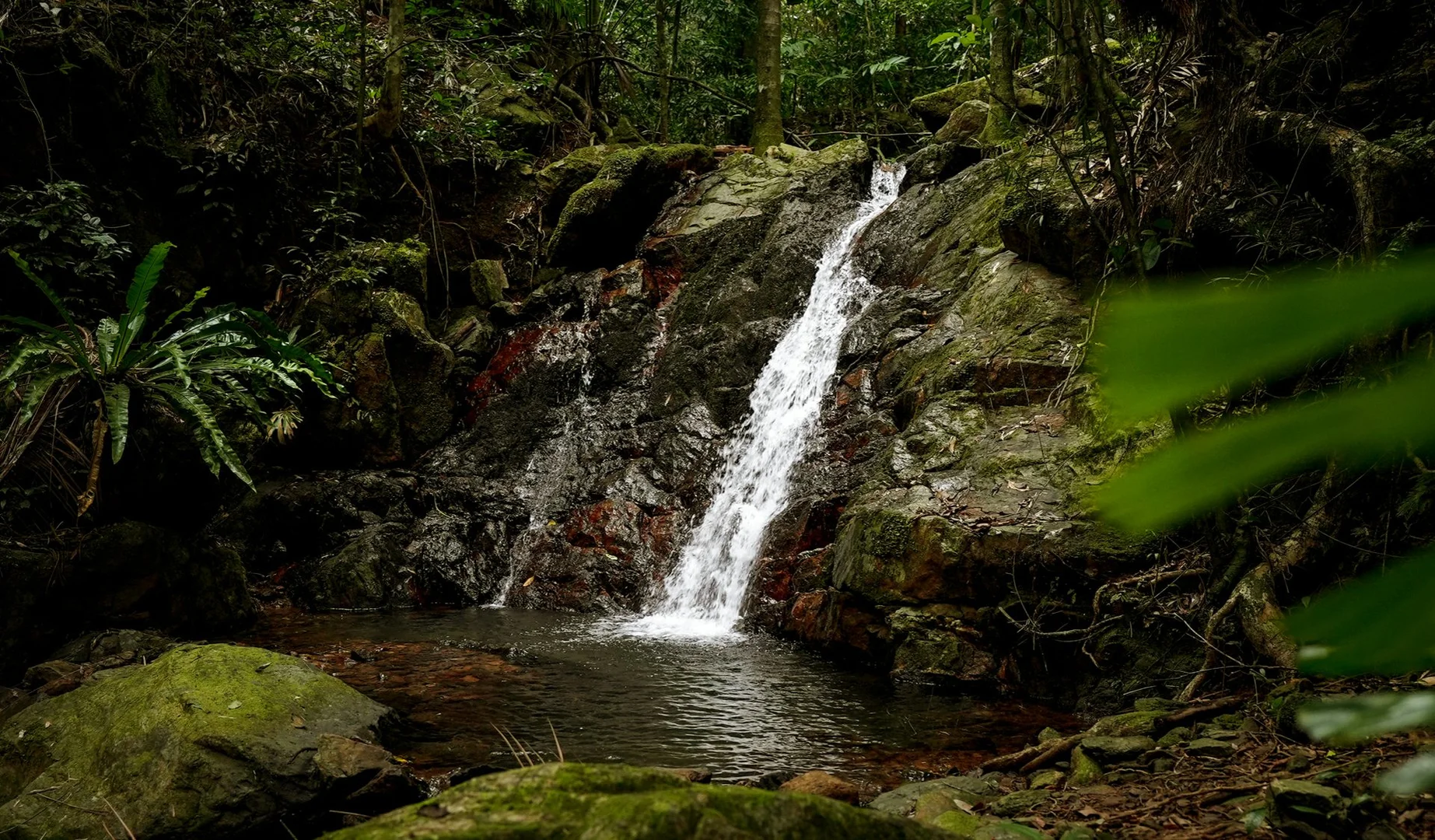 Additional image 14 of 257 Cape Kimberley Road, Daintree QLD 4873