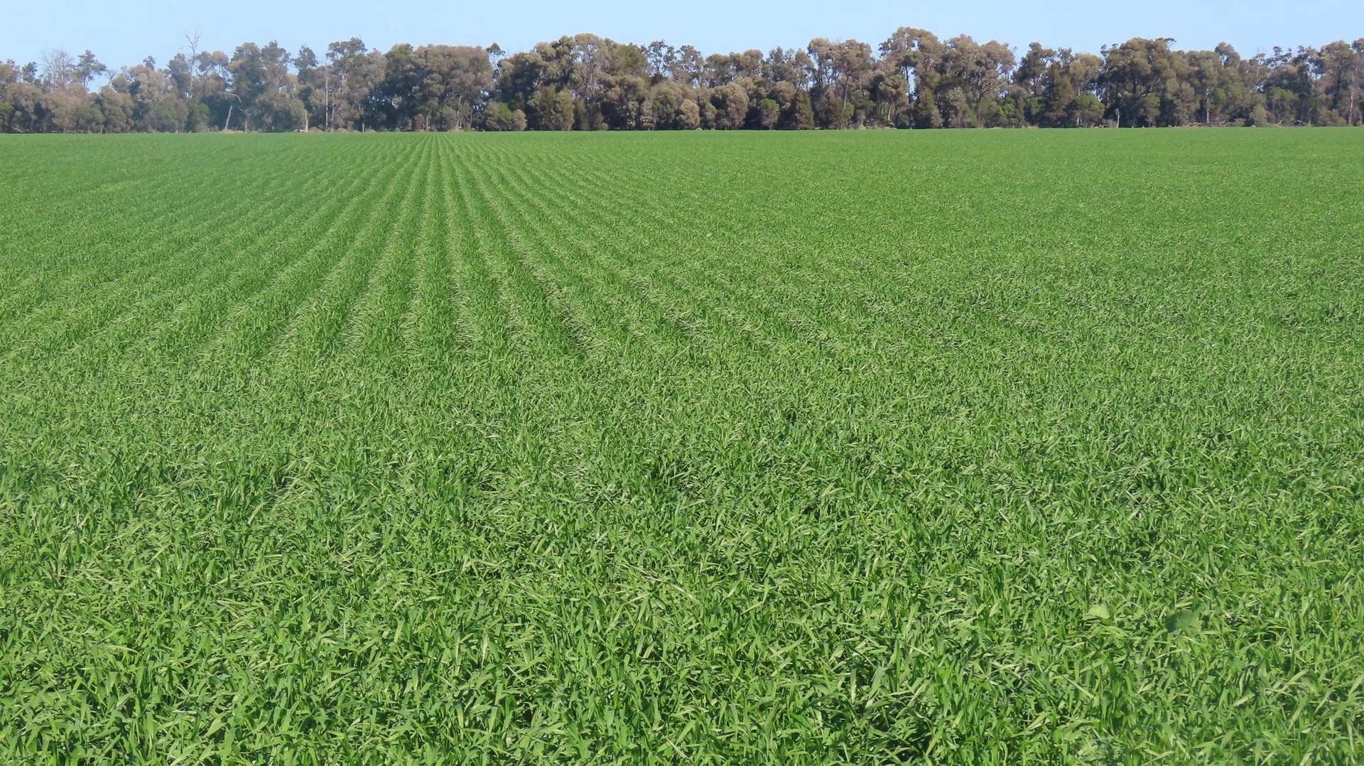 Additional image 2 of "Carpendale Agri" Gore Hwy, Goondiwindi QLD 4390