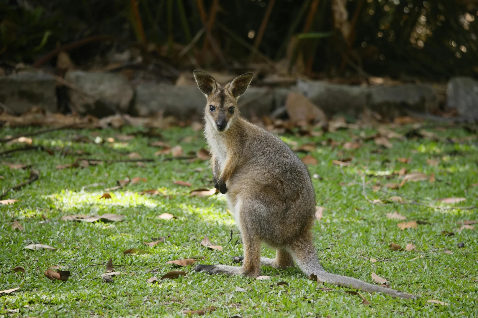 Additional image 24 of 248 Seven Mile Beach Road, Broken Head NSW 2481
