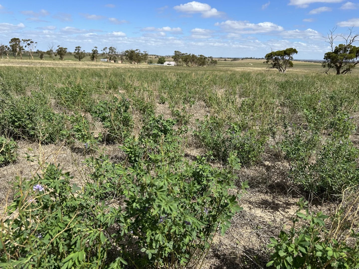 Additional image 4 of 4910 Mallee Highway, Peake SA 5301