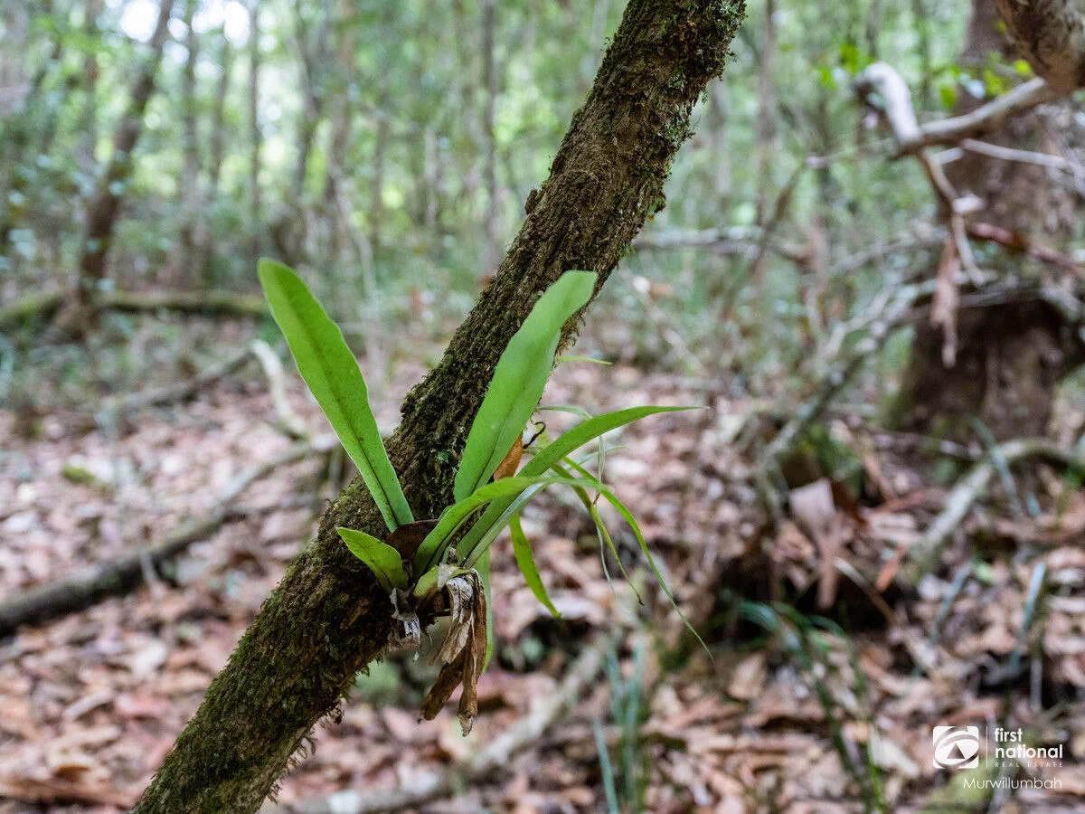 Additional image 27 of 563 Commissioners Creek Road, Commissioners Creek NSW 2484