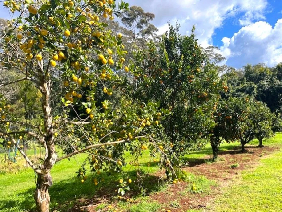 Additional image 23 of 3384 Esk-Hampton Road, Ravensbourne QLD 4352