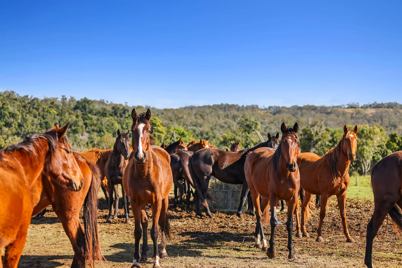 Additional image 18 of 1230 East Egypt Road, Fordsdale QLD 4343