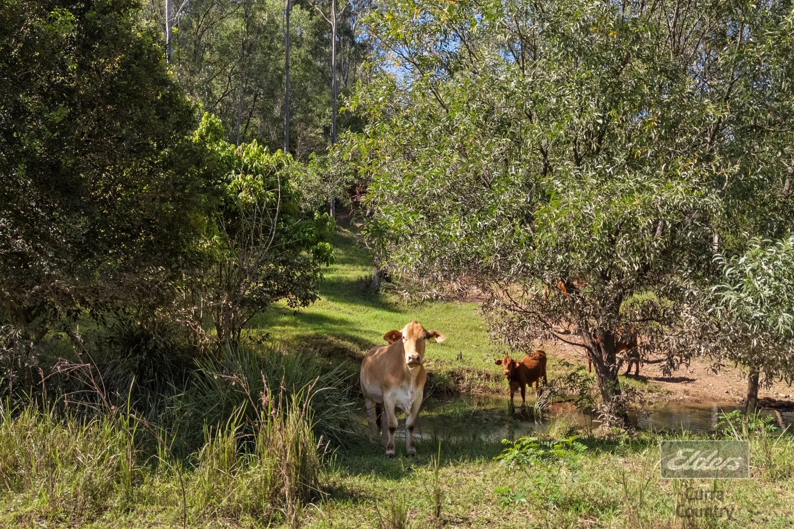 Additional image 13 of 709 Glen Echo Road, Glen Echo QLD 4570