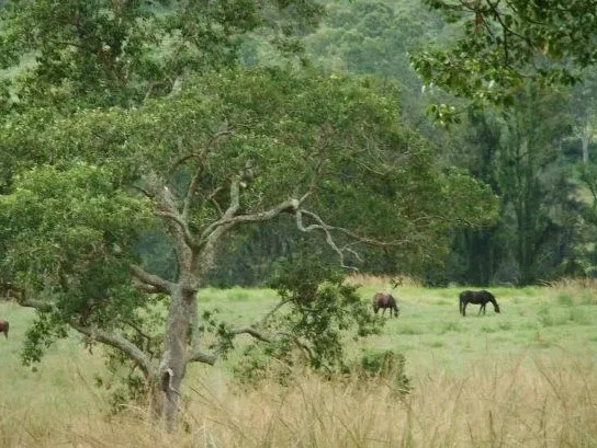 Additional image 21 of 1050 Afterlee Rd, Eden Creek NSW 2474