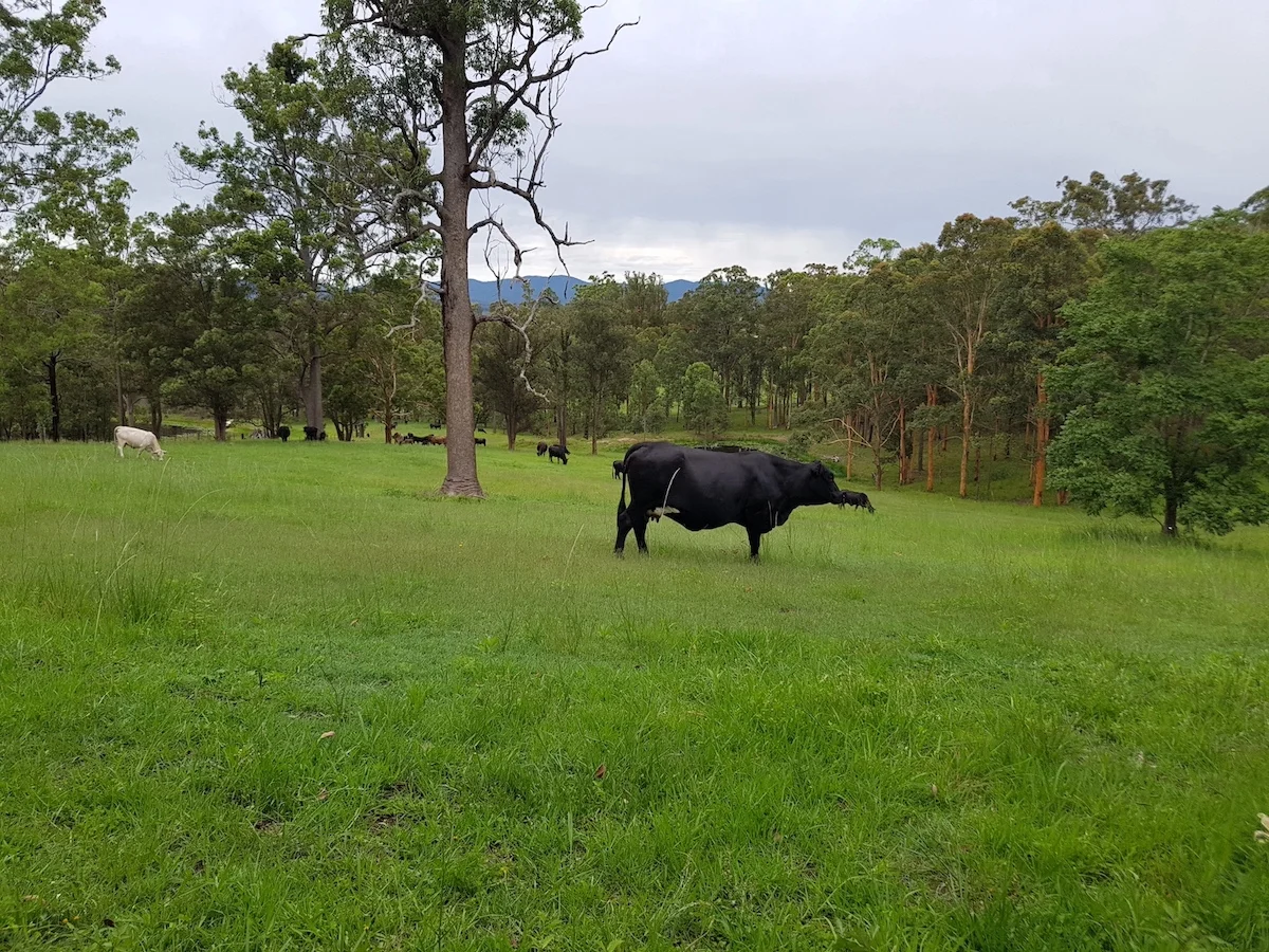 Additional image 16 of 122 Secombs Lane, Hickeys Creek NSW 2440