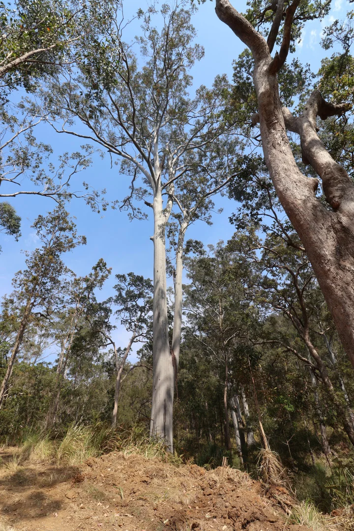 Additional image 15 of 100 Moogem Road, Moogem NSW 2370