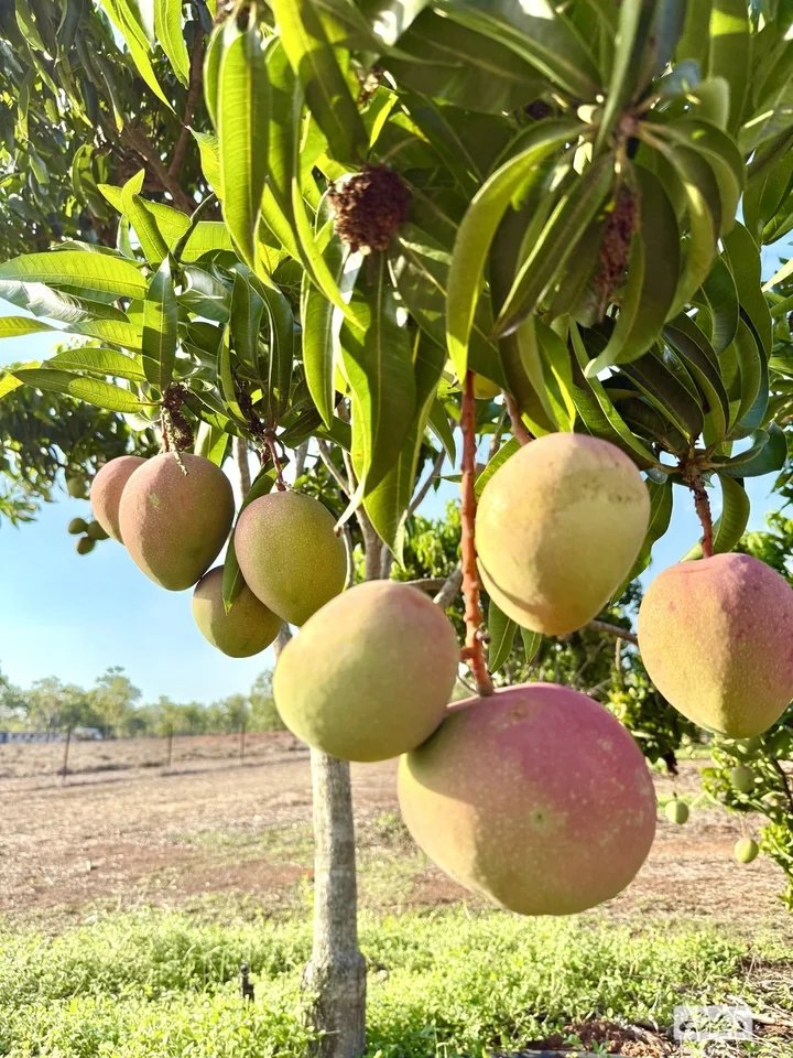 Additional image 14 of 80 & 100 Russ Road, Tumbling Waters NT 0822