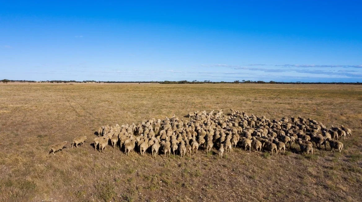 Additional image 3 of 2293 & 2640 Mallee Highway, Sherlock SA 5301