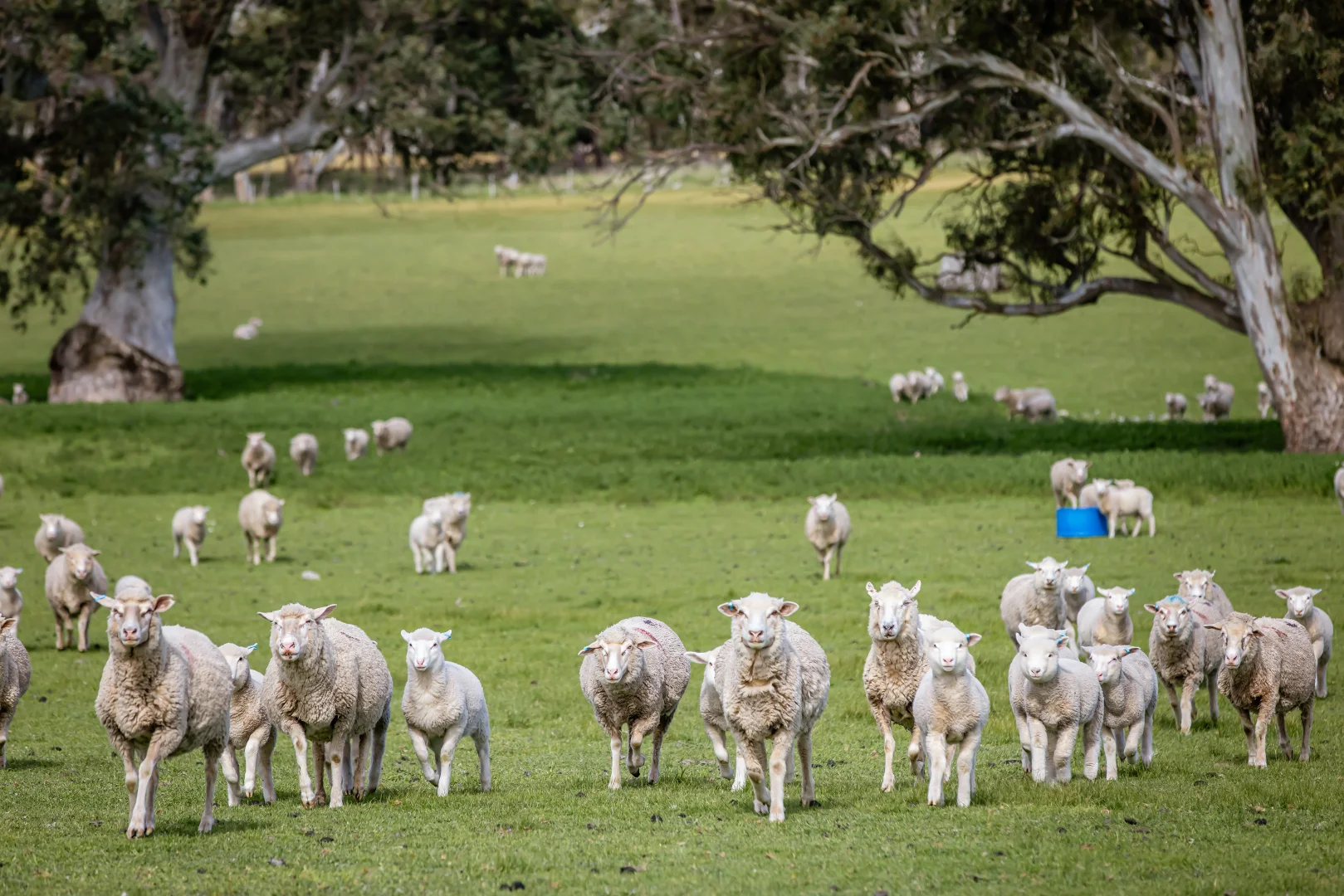 Additional image 33 of 219 Ockley Rd, Comaum SA 5277