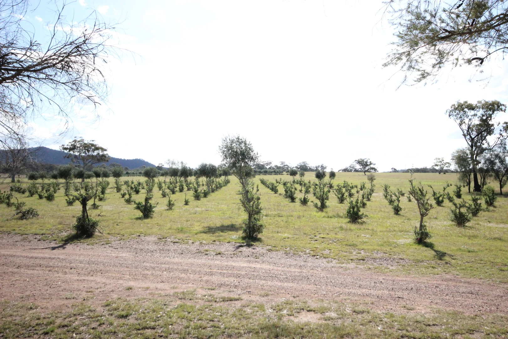 Additional image 31 of 207 Redmanvale Road, Jerrys Plains NSW 2330