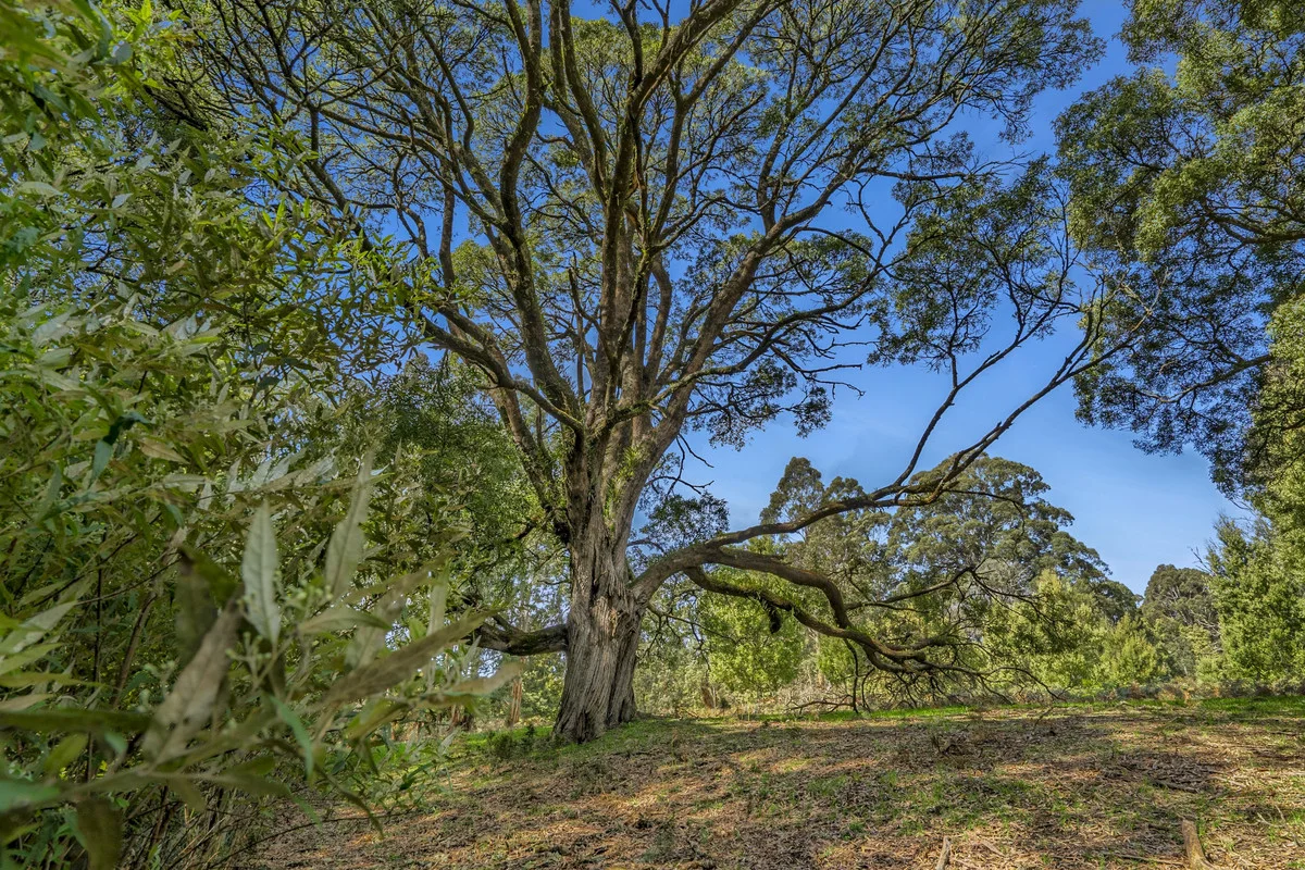 Additional image 13 of 675 Skenes Creek Road, Skenes Creek North VIC 3233