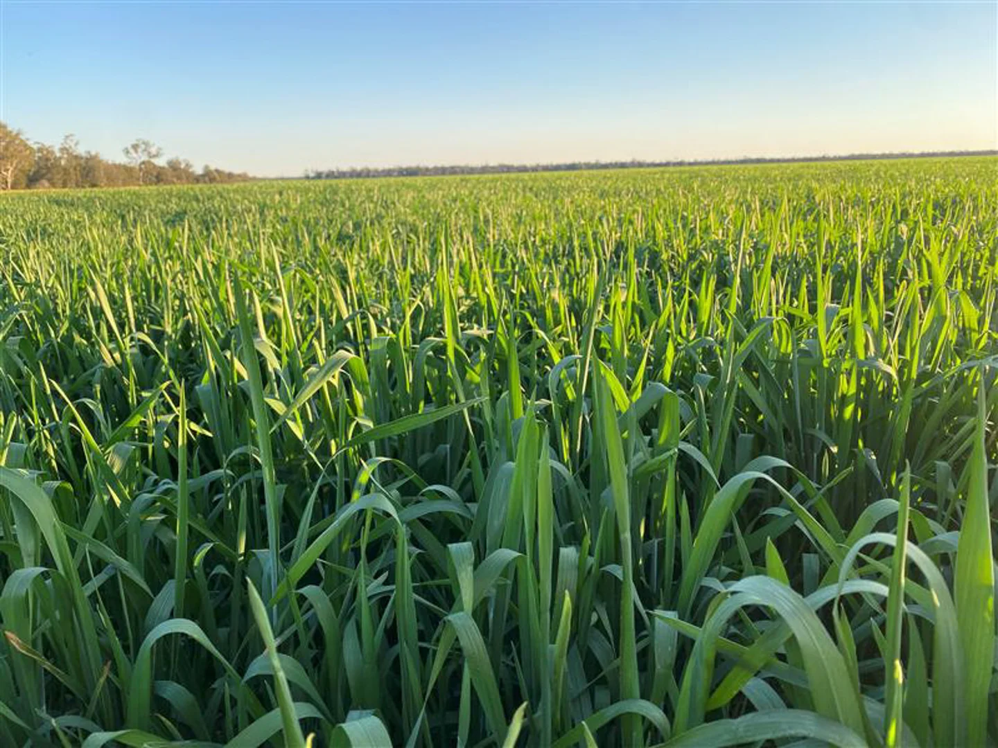 Additional image 5 of "Carpendale Agri" Gore Hwy, Goondiwindi QLD 4390