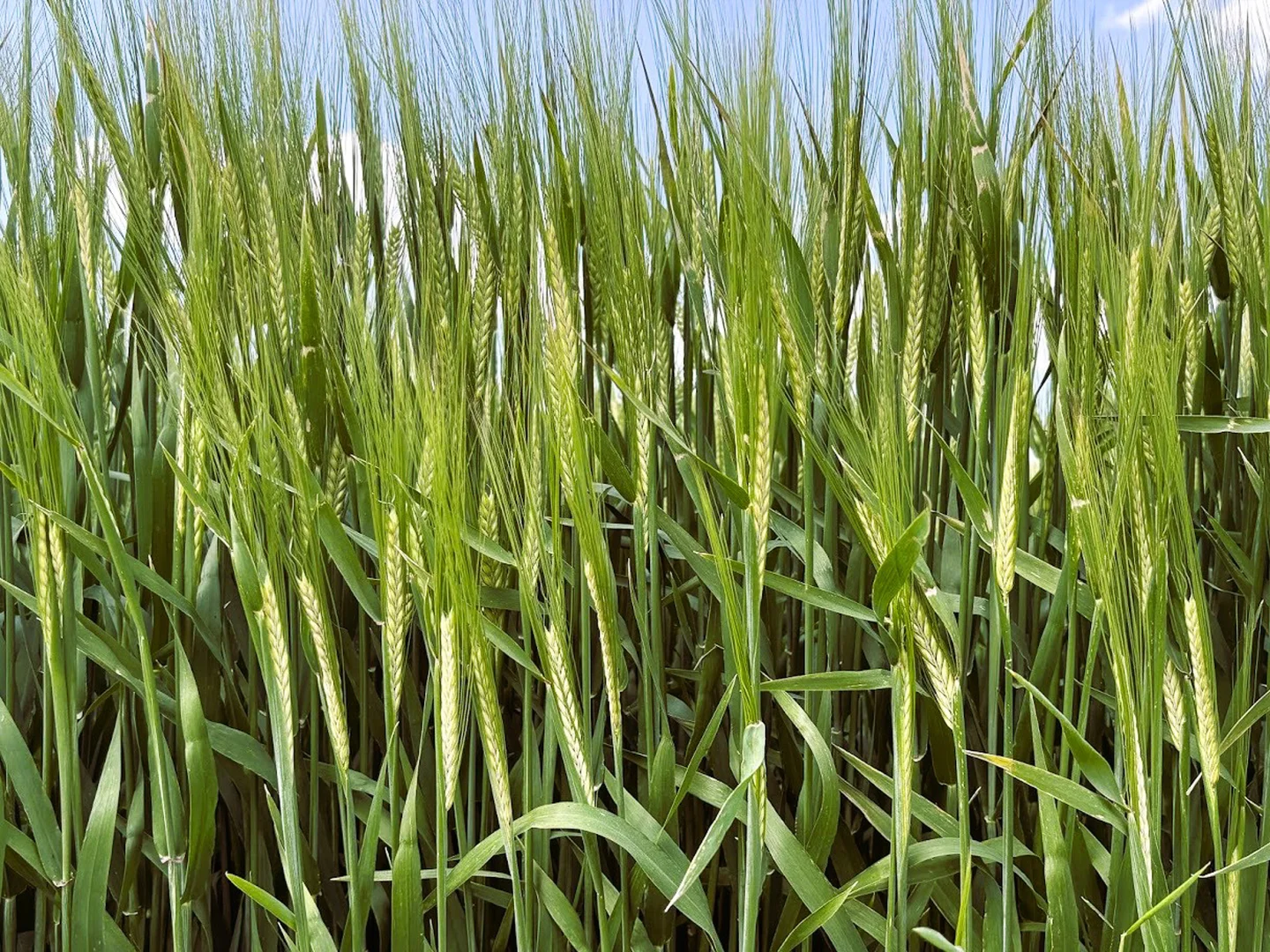 Additional image 6 of 18833 Gore Highway, Goondiwindi QLD 4390