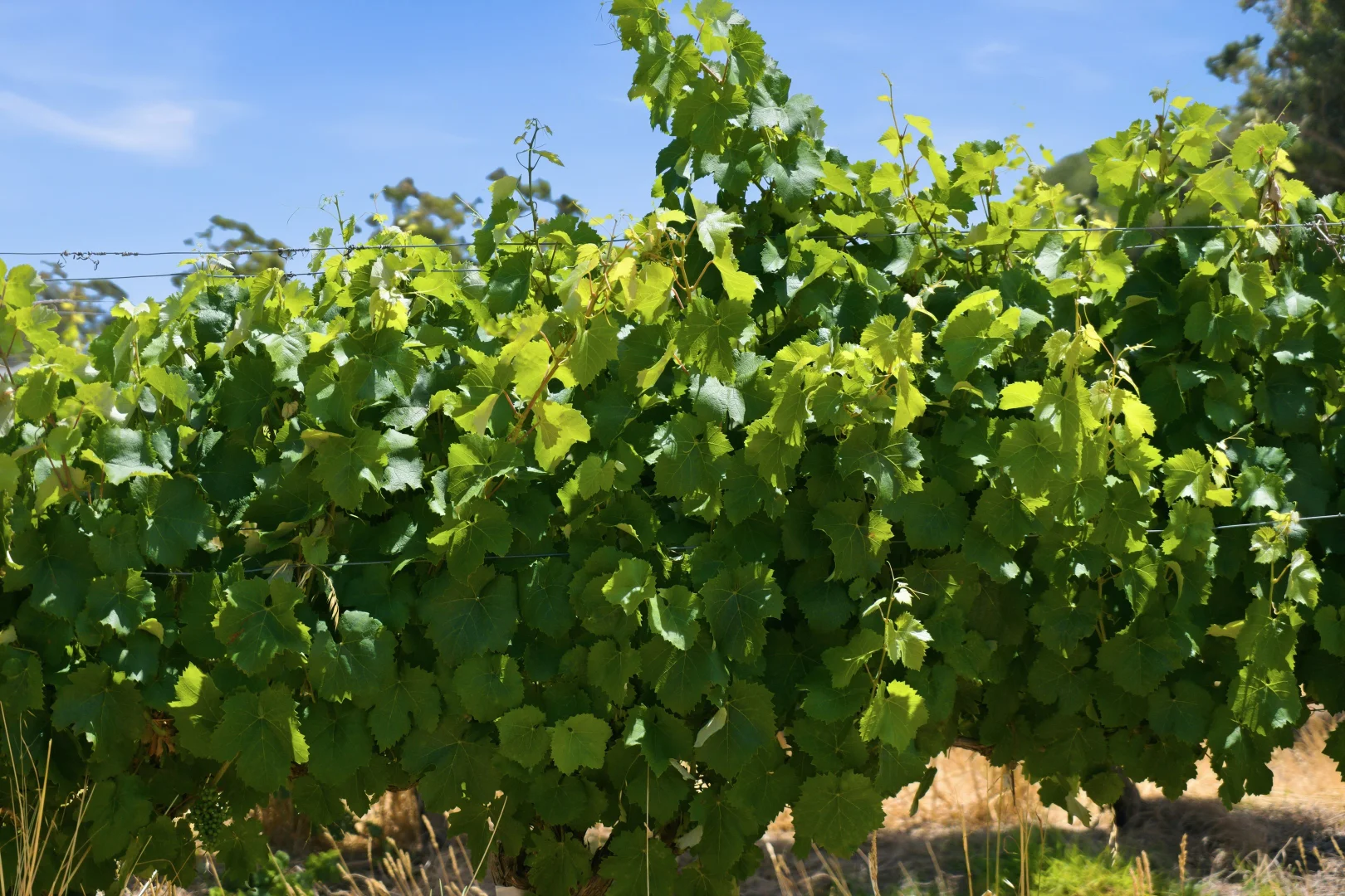 Additional image 19 of 26/3599 Caves Road, Wilyabrup WA 6280