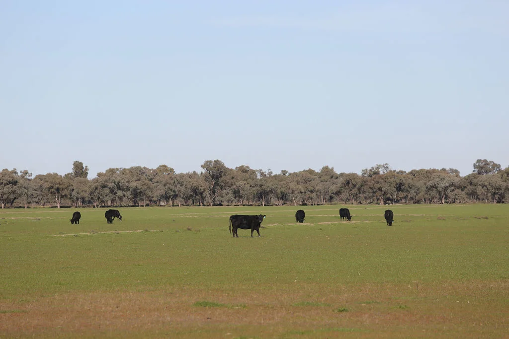 Additional image 18 of 'Wetuppa' 245 Fisher Lane, Wetuppa NSW 2734