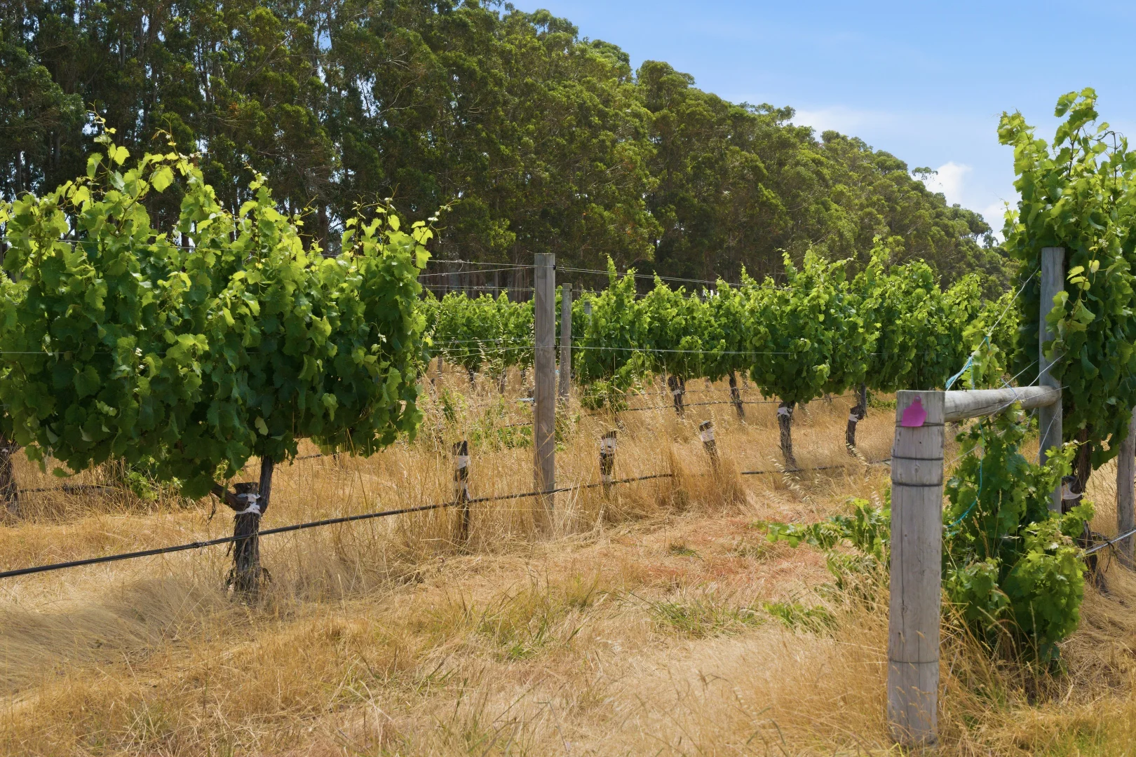 Additional image 6 of 26/3599 Caves Road, Wilyabrup WA 6280