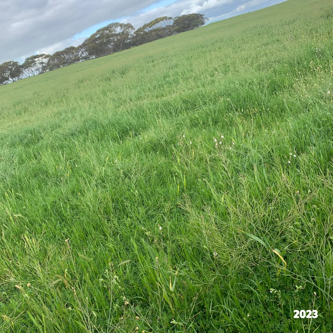 Additional image 29 of 2293 & 2640 Mallee Highway, Sherlock SA 5301