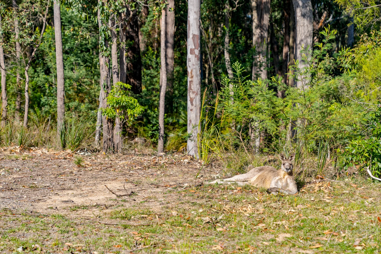 Additional image 10 of Lot 30 Clyde View Drive, Long Beach NSW 2536