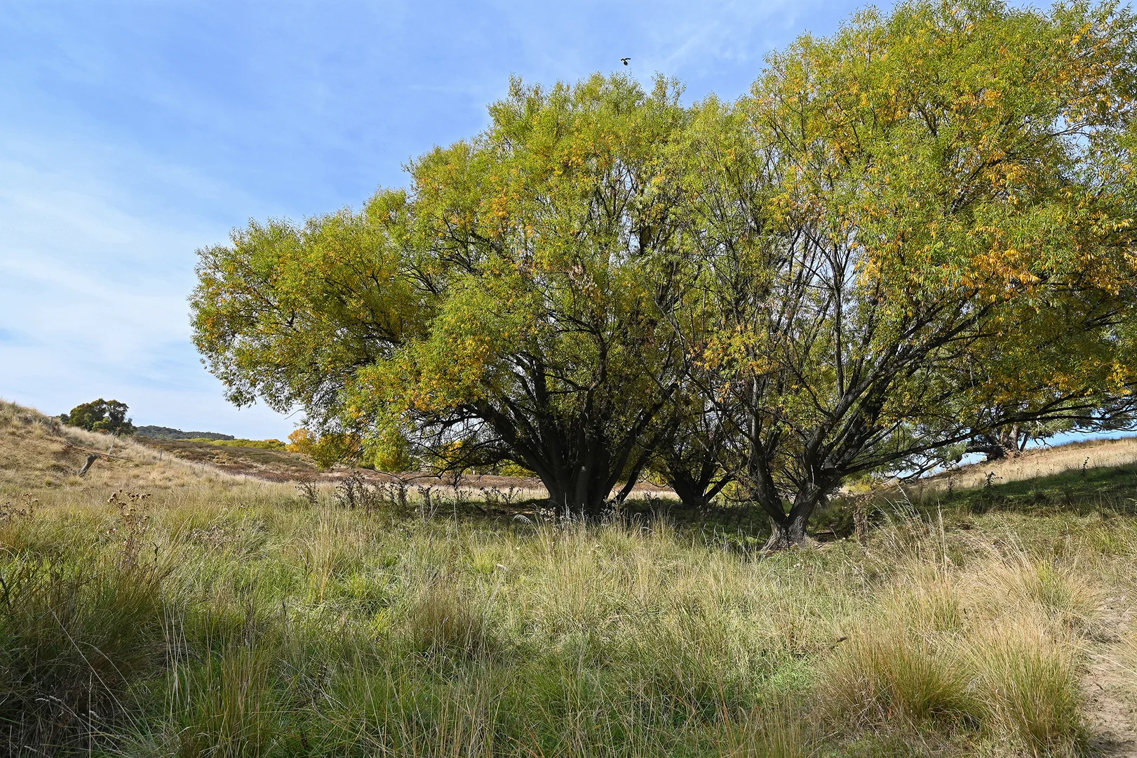 Additional image 6 of 2585 Burraga Road, Burraga NSW 2795