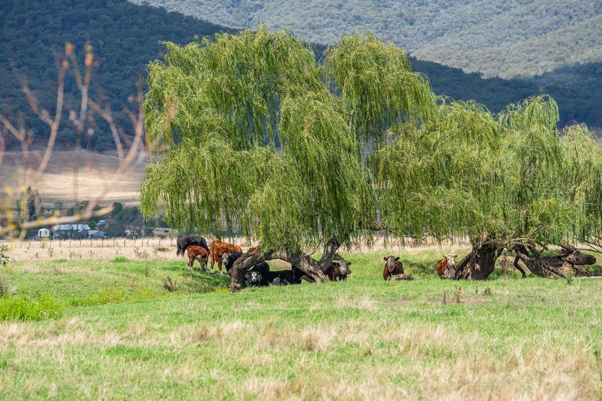 Additional image 10 of 2712 Gundowring Road, Upper Gundowring VIC 3691