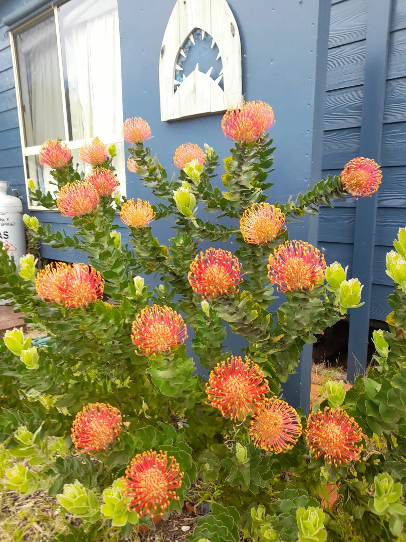 Additional image 22 of 49 Louis Road, Venus Bay VIC 3956