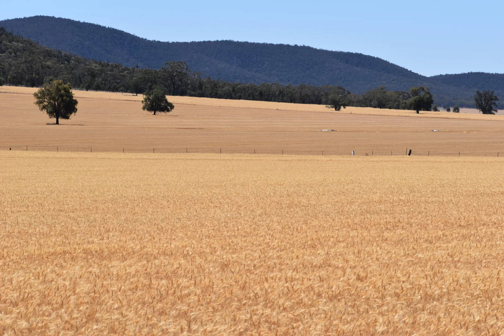 Additional image 21 of 120 Ganantagi Road, Yarrabandai NSW 2875