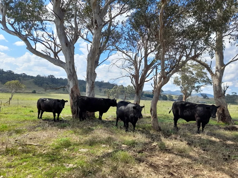 Additional image 4 of 2625 Bylong Valley Way, Rylstone NSW 2849