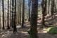 Additional image 5 of Achnaba Forest, Lochgilphead, Argyll and Bute