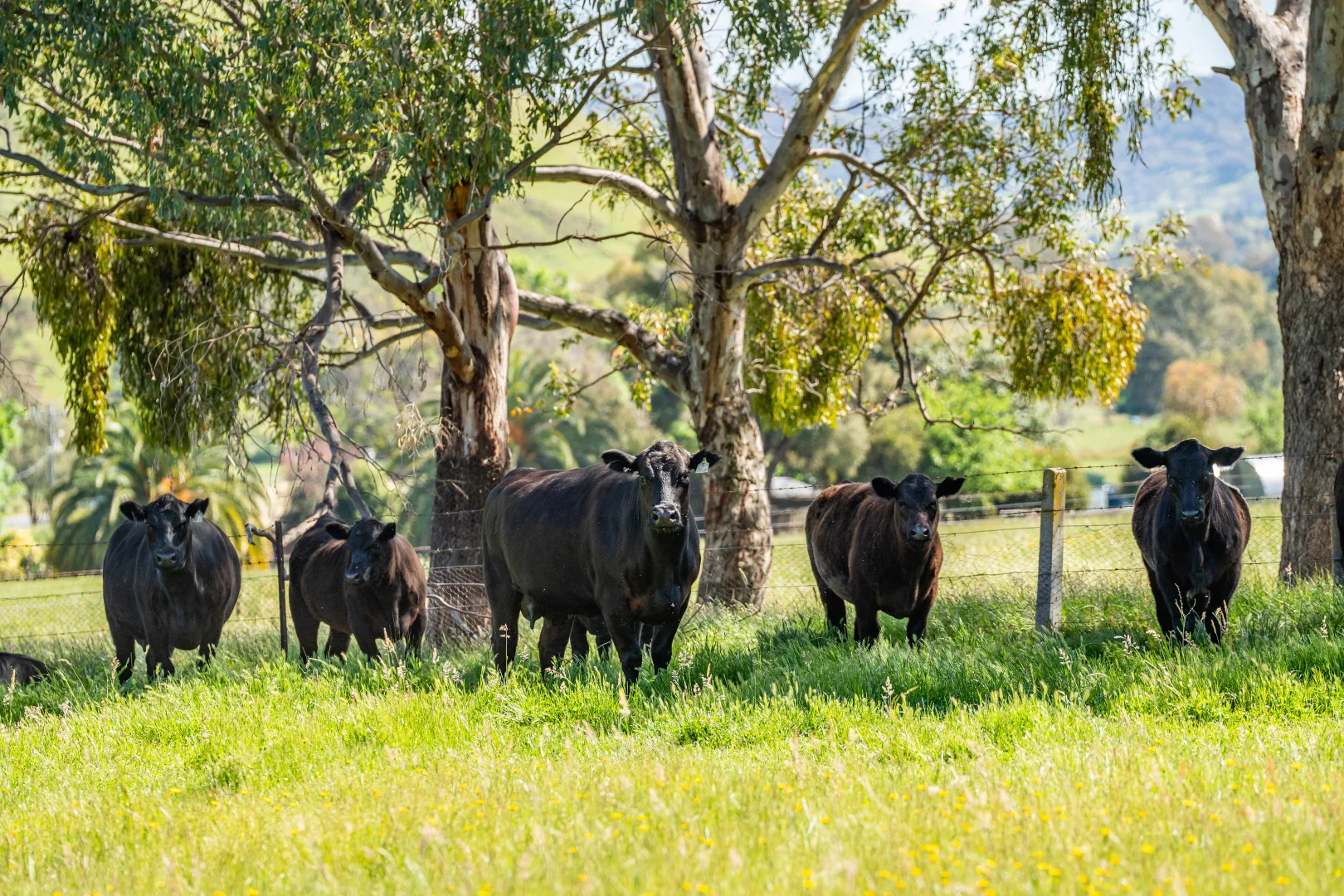 Additional image 24 of 60 Darmodys Road, Leneva VIC 3691