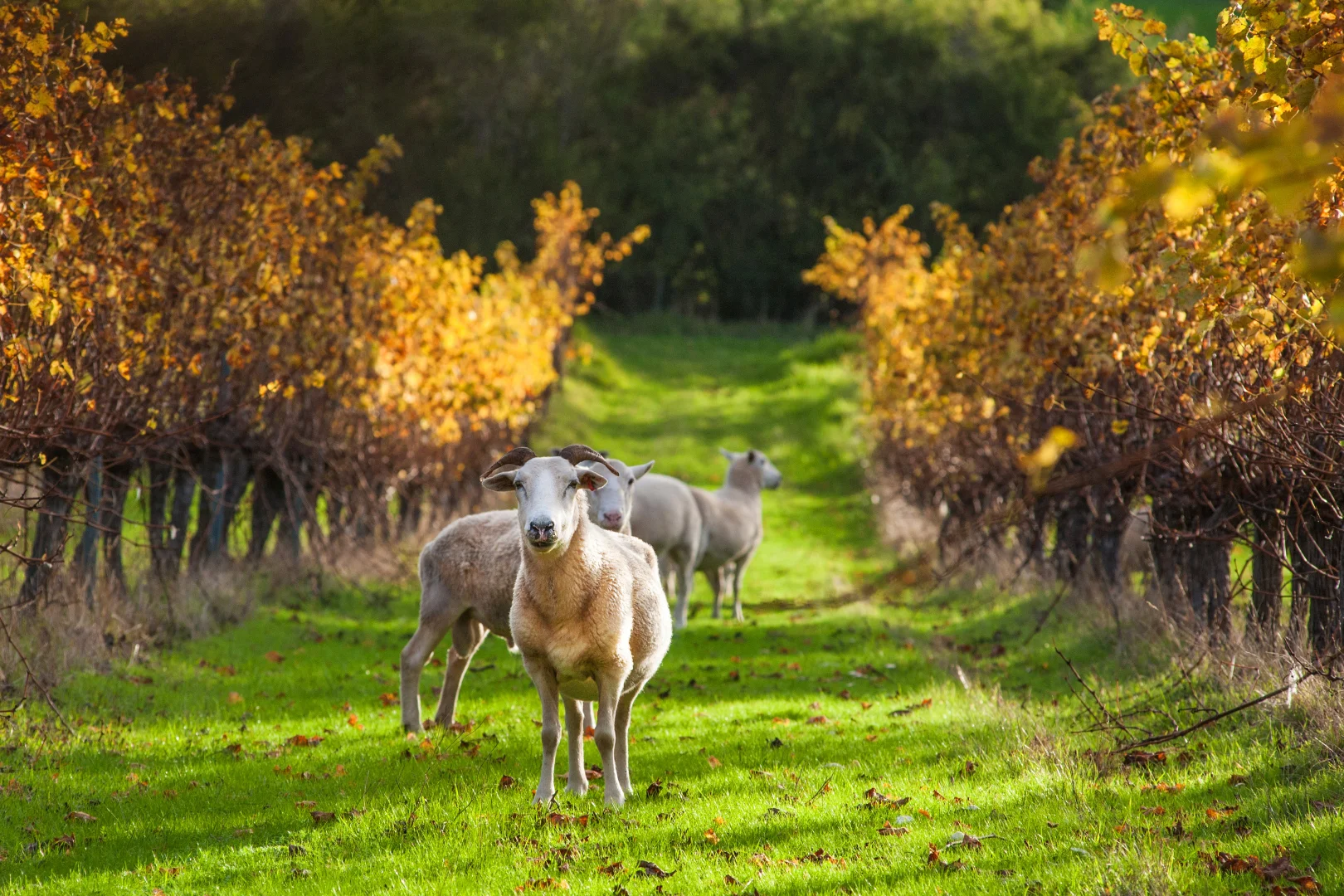 Additional image 13 of 227 Fifty One Road, Cowaramup WA 6284