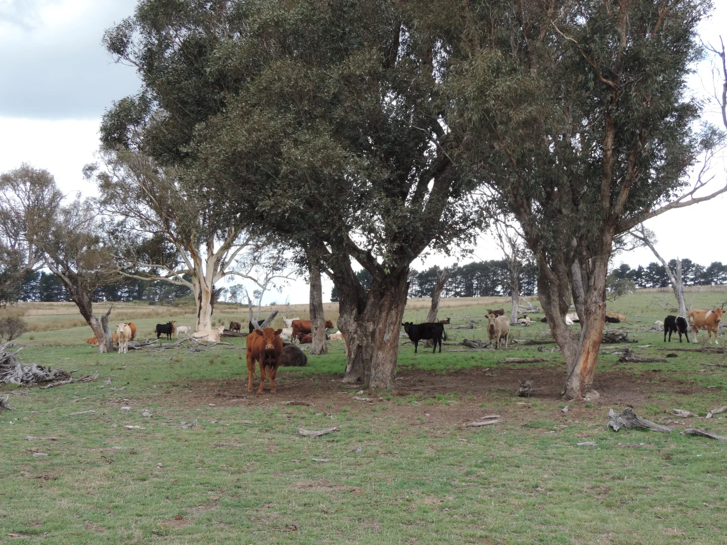 Additional image 9 of Lot 2 Golspie Road, Laggan NSW 2583