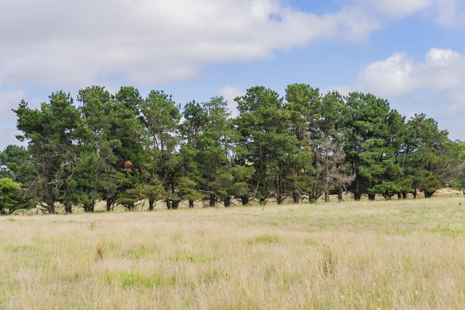 Additional image 18 of 251 Mount Rae Road, Roslyn NSW 2580