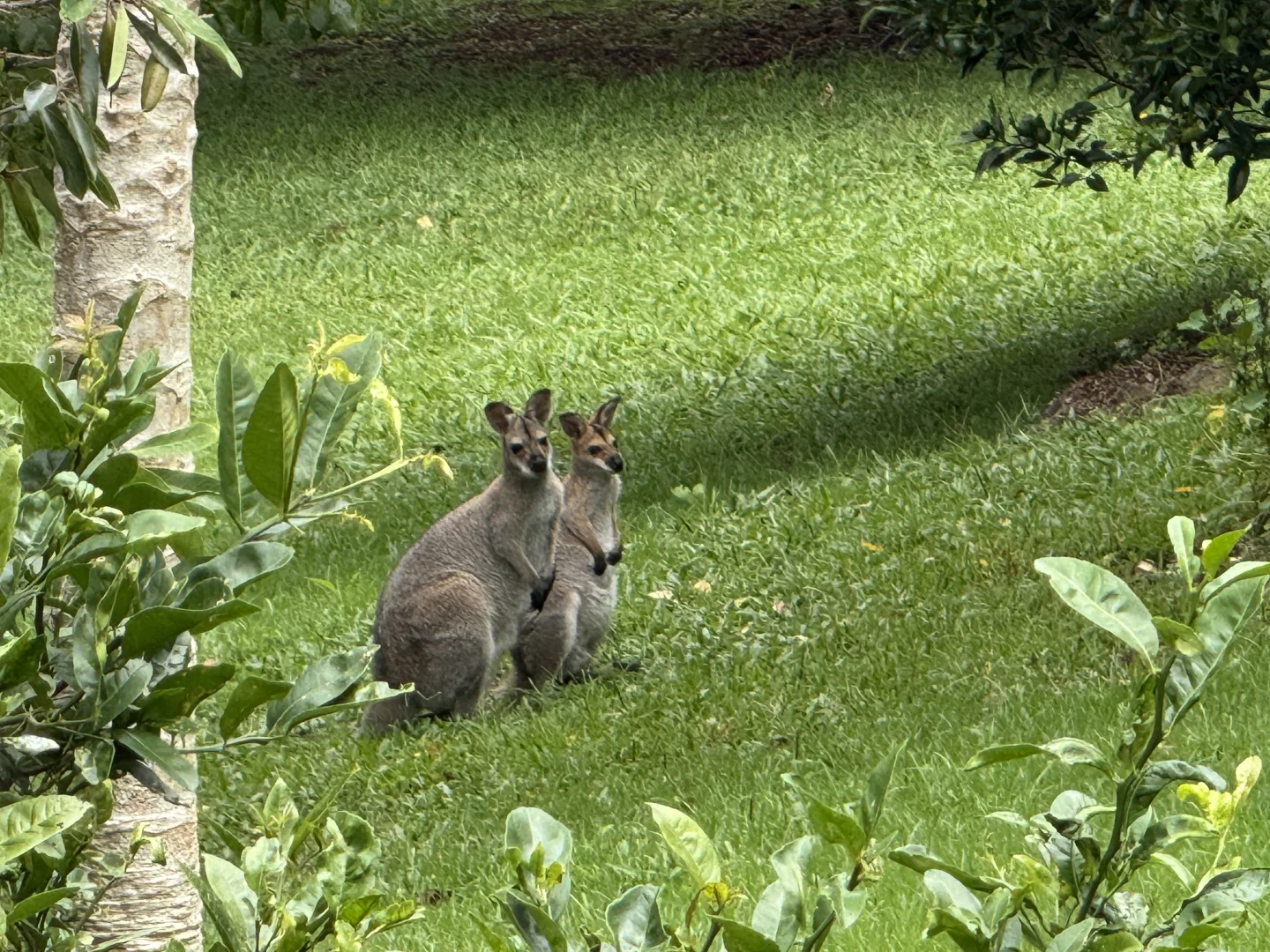 Additional image 34 of 425 Mount Nimmel Road, Austinville QLD 4213