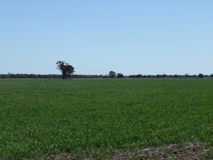 Additional image 16 of 125-291 GOORIANAWA ROAD, Mount Tenandra NSW 2828