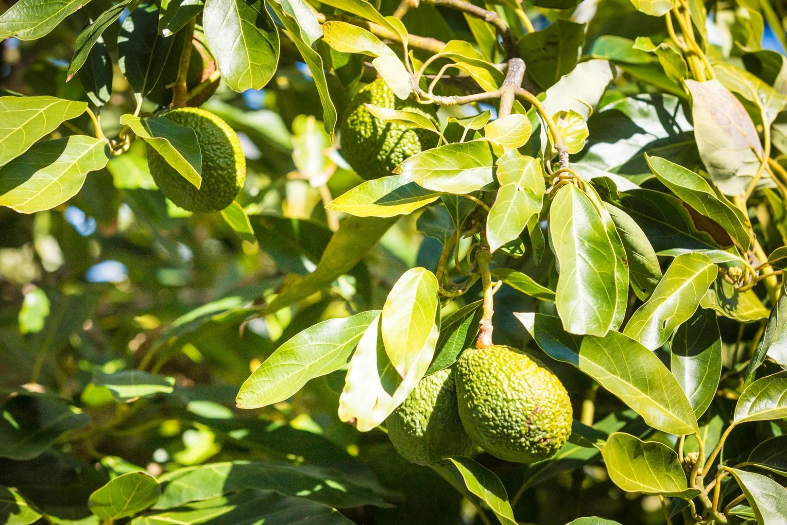 Additional image 29 of 71 Surf Circle, Tura Beach NSW 2548