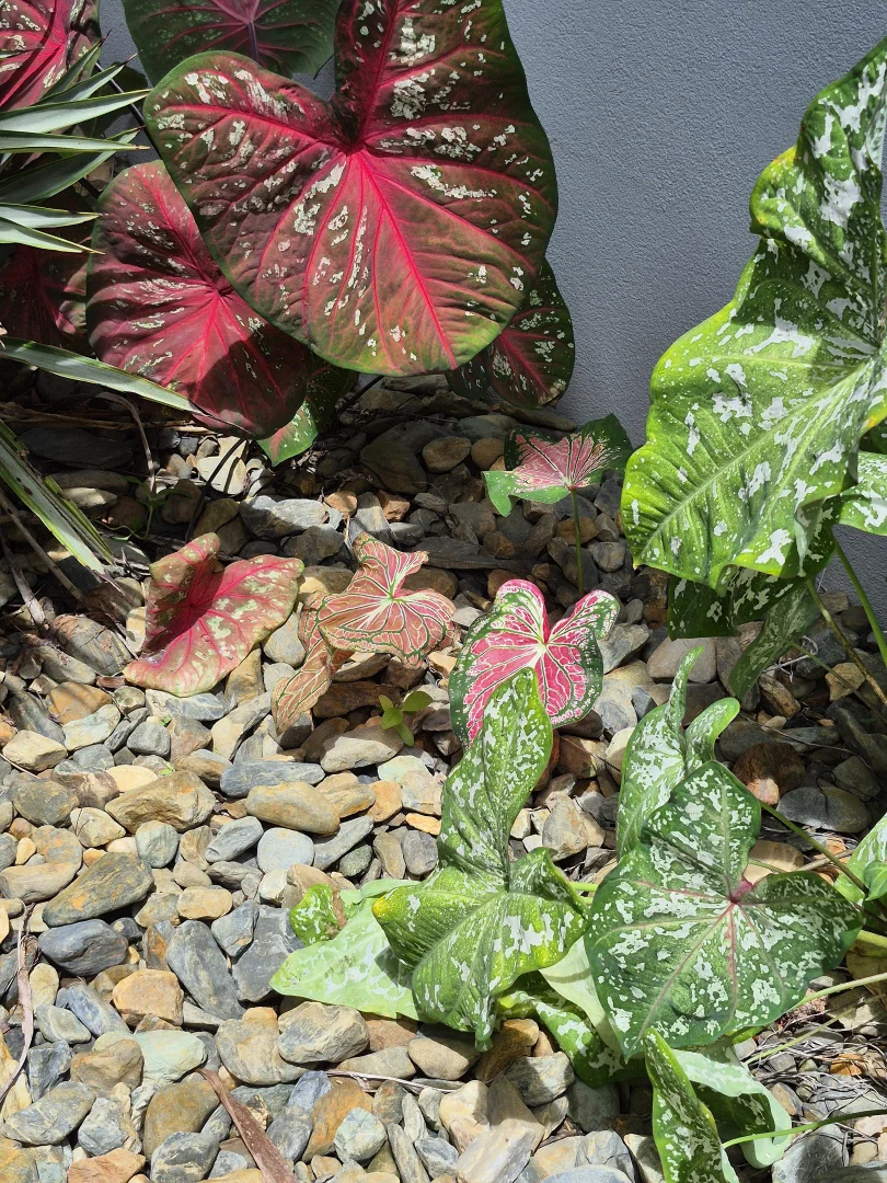 Additional image 23 of 55 Barrbal Drive, Bonnie Doon QLD 4873