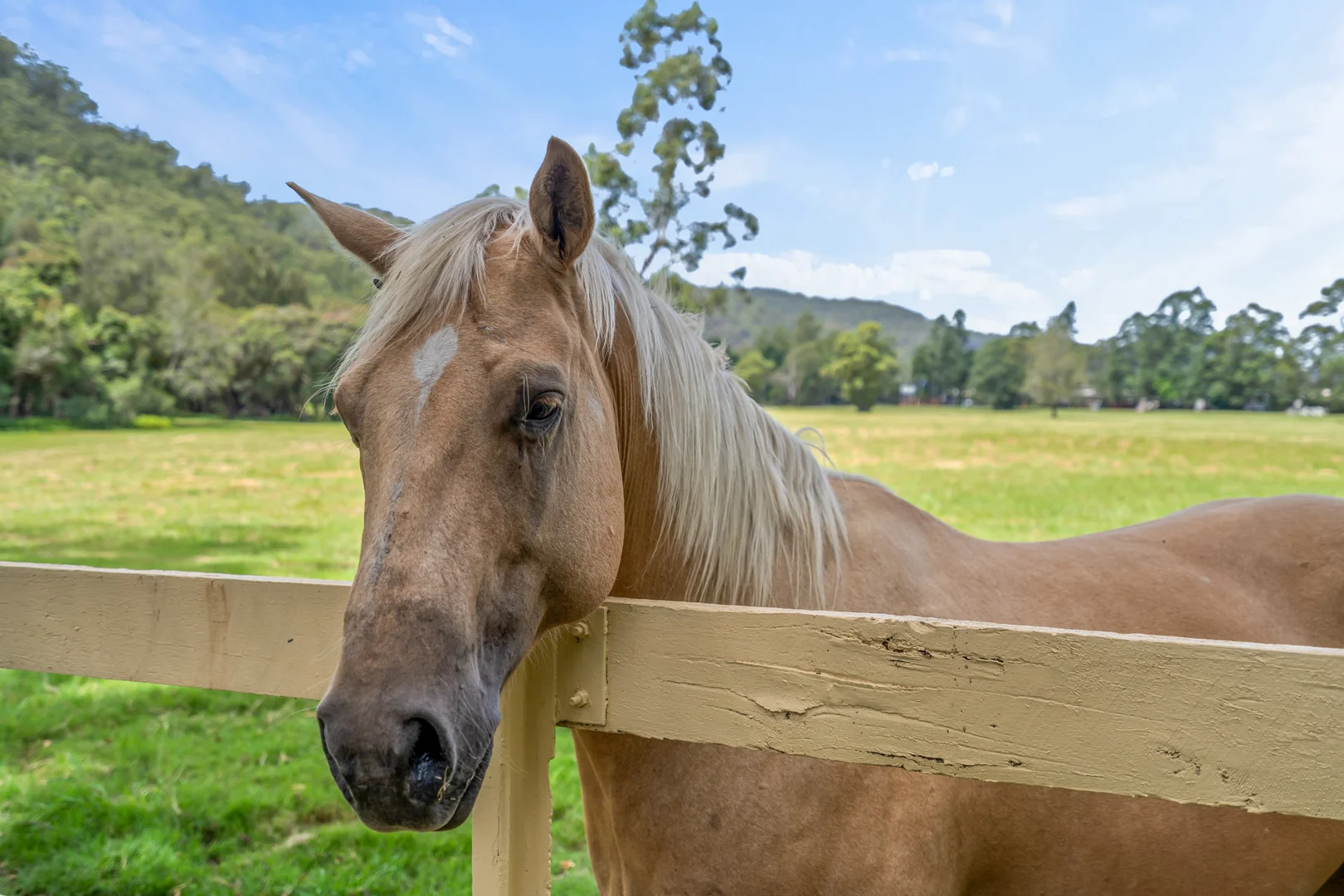 Additional image 20 of 18 Walmsley Rd, Lower Macdonald NSW 2775