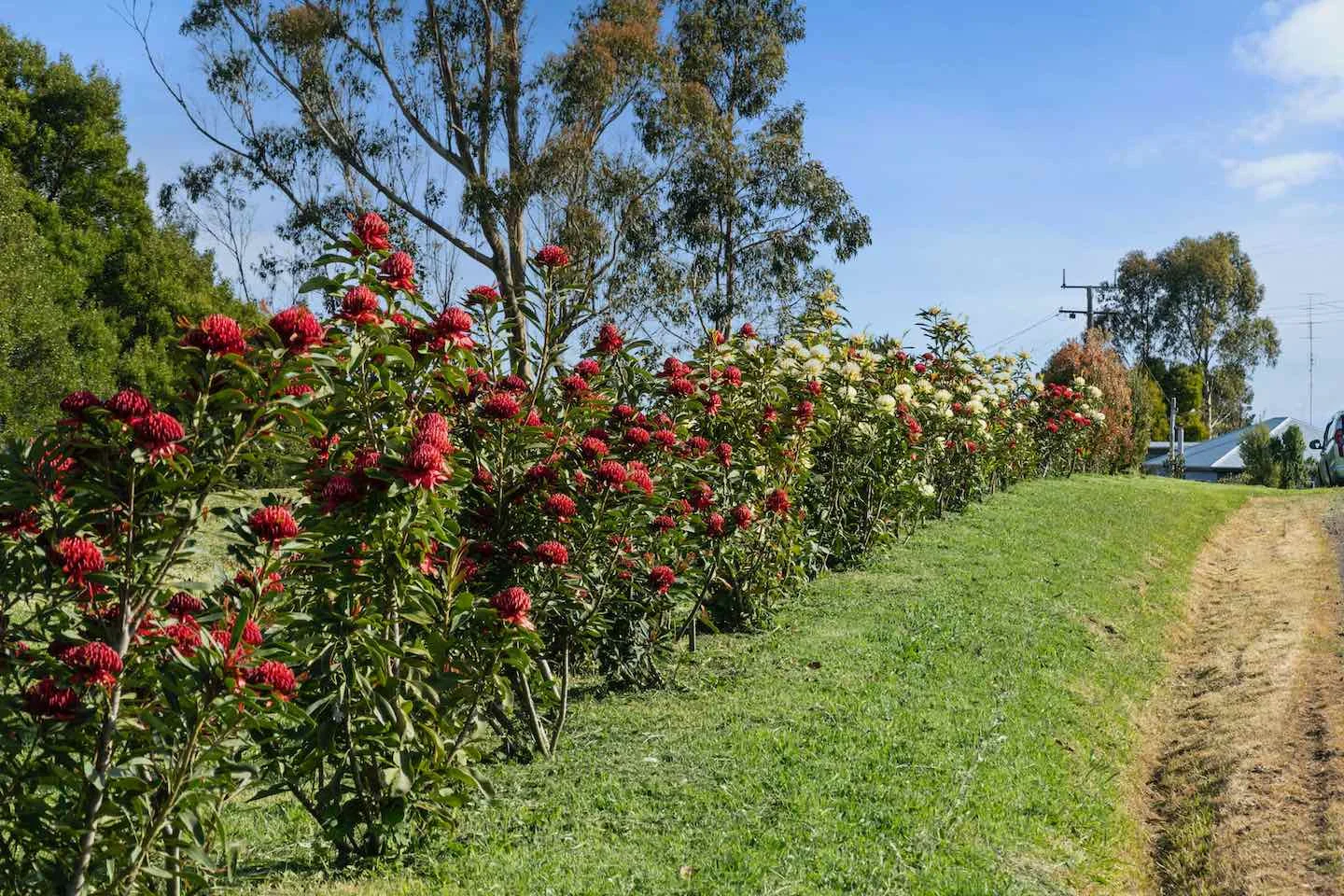 Additional image 6 of 5 Pound Road, Beech Forest VIC 3237