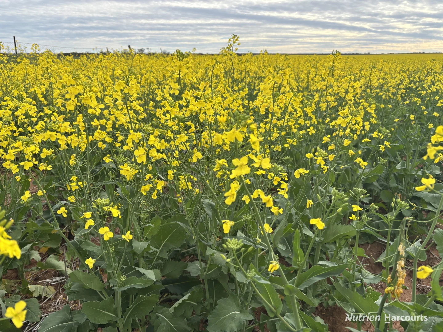 Additional image 4 of . 'Yetelling', Bencubbin WA 6477