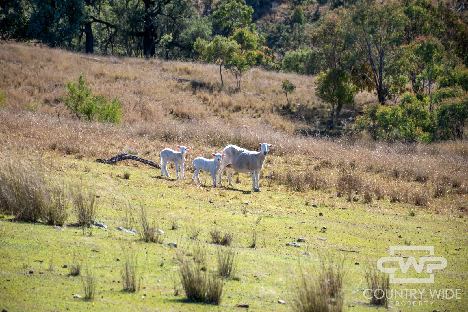 Additional image 3 of 12, 212 Mole Station Road, Tenterfield NSW 2372
